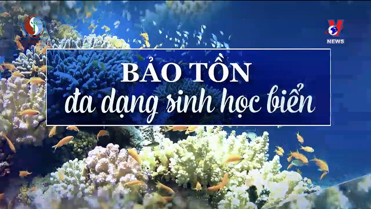 Phóng sự: Bảo tồn đa dạng sinh học biển